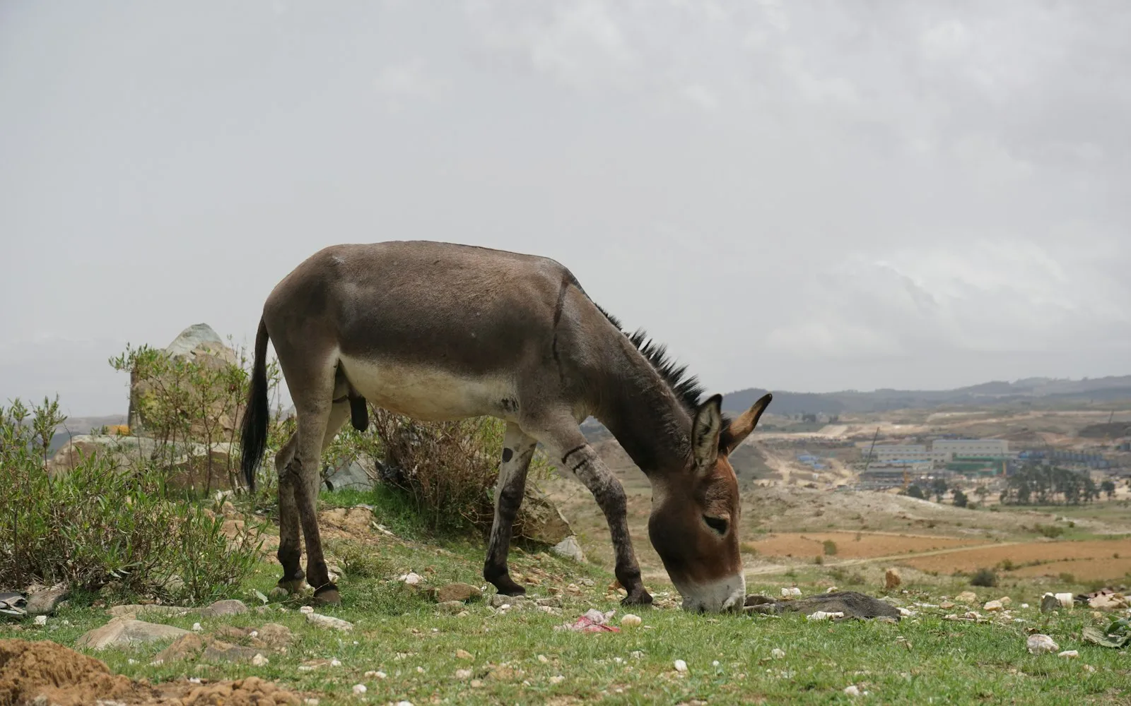asmara cover photo