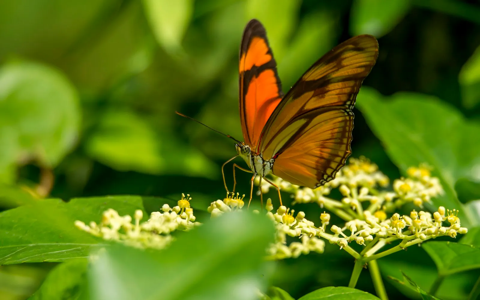 paramaribo cover photo